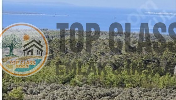 MUĞLA MİLAS BOZBÜKTE FIRSAT ZEYTİNLİK!!!