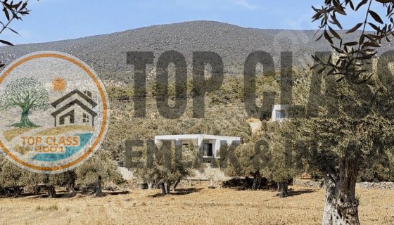 KAZIKLIDA SATILIK FIRSAT ZEYTİNLİ TARLA!!! Acil !!! Satılık