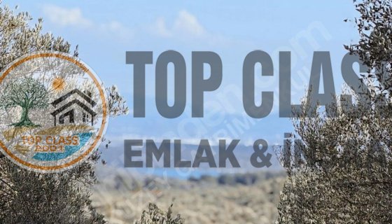 MUĞLA MİLAS KIYIKIŞLACIK ACİL SATILIK ZEYTİNLİK!!