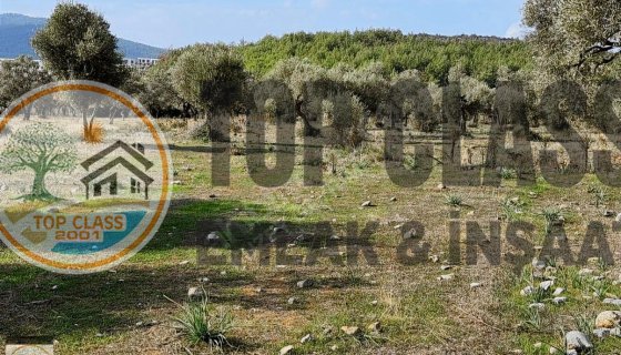 MİLAS GÜRÇAMLARDA KAÇIRILMAYACAK FIRSAT ZEYTİNLİ TARLA